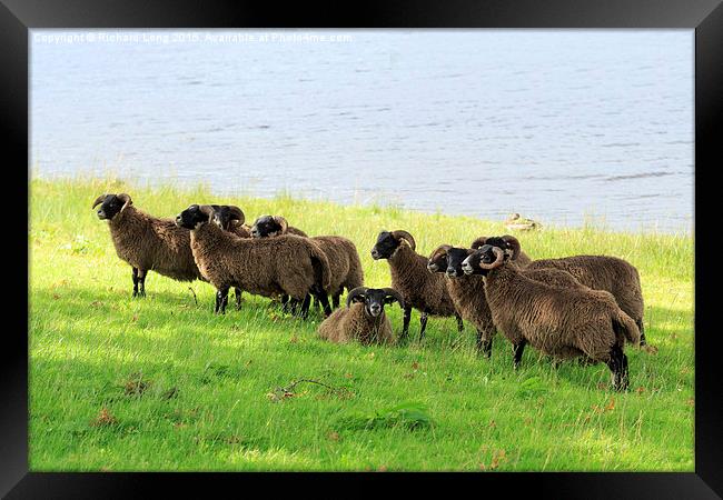  Flock of Scottish Black Faced Sheep Framed Print by Richard Long