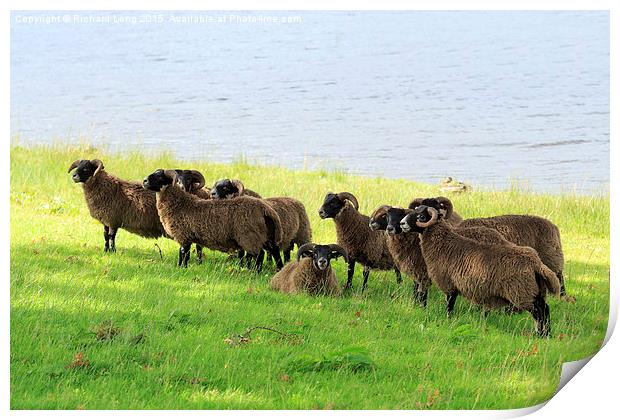  Flock of Scottish Black Faced Sheep Print by Richard Long
