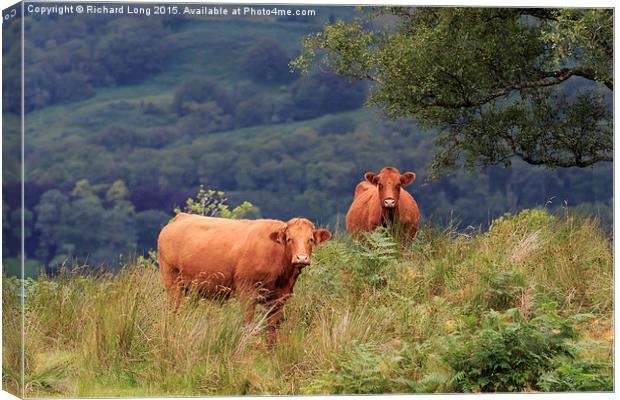  Two Dexter cows standing in long grass Canvas Print by Richard Long