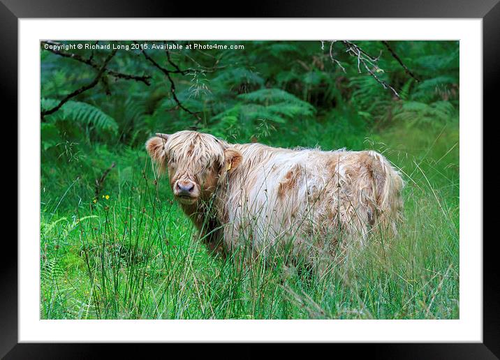  Single Highland cow in long grass Framed Mounted Print by Richard Long