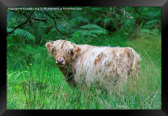  Single Highland cow in long grass Framed Print by Richard Long