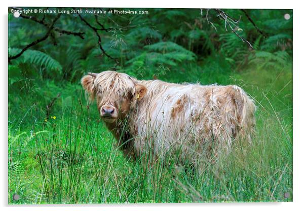  Single Highland cow in long grass Acrylic by Richard Long