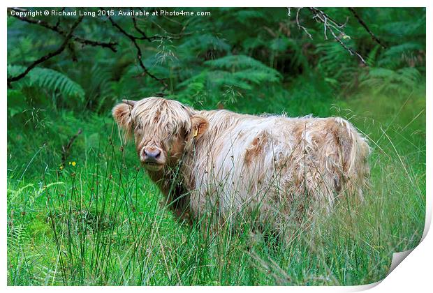  Single Highland cow in long grass Print by Richard Long