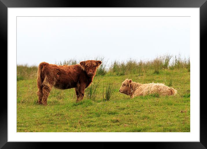  Two Highland calves on a Scottish hillside Framed Mounted Print by Richard Long