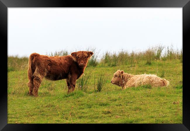  Two Highland calves on a Scottish hillside Framed Print by Richard Long
