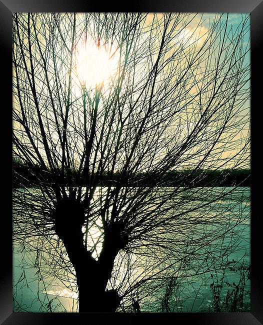 Tree Silhouette Framed Print by Chris Day