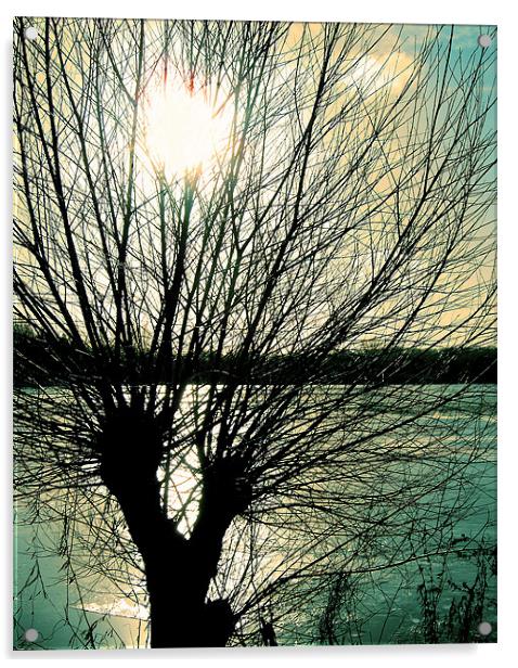 Tree Silhouette Acrylic by Chris Day