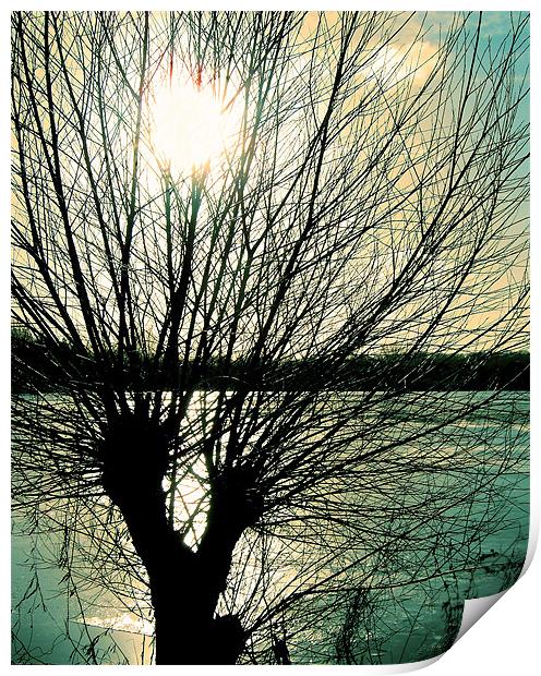 Tree Silhouette Print by Chris Day