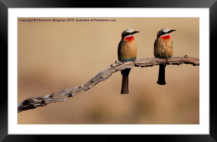  Bee eaters Framed Mounted Print by Petronella Wiegman