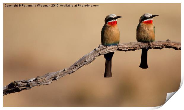  Bee eaters Print by Petronella Wiegman