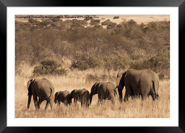  Elephant family Framed Mounted Print by Petronella Wiegman