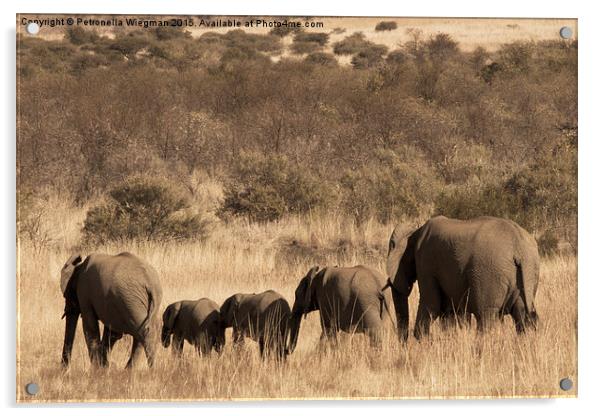  Elephant family Acrylic by Petronella Wiegman