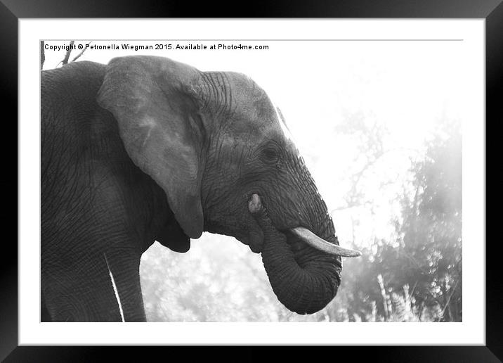 Elephant Framed Mounted Print by Petronella Wiegman