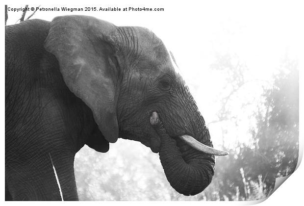 Elephant Print by Petronella Wiegman