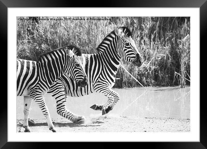  Running zebras Framed Mounted Print by Petronella Wiegman