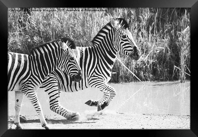  Running zebras Framed Print by Petronella Wiegman