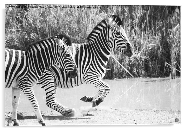  Running zebras Acrylic by Petronella Wiegman