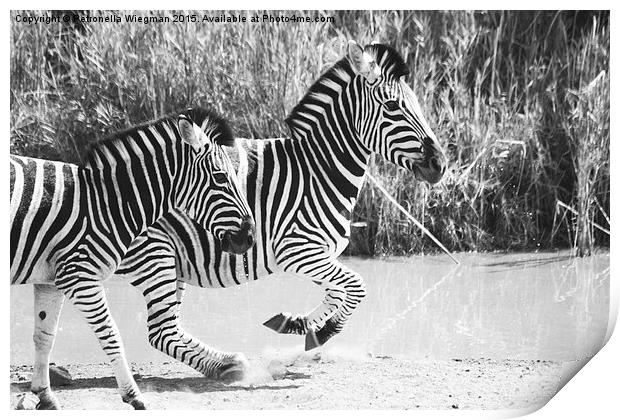  Running zebras Print by Petronella Wiegman