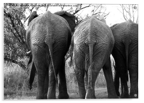  Elephants bums Acrylic by Petronella Wiegman