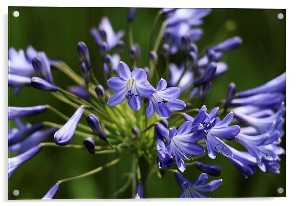  Beautiful Blue Flower Acrylic by Kieron Butler