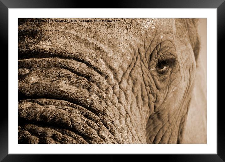  Elephant close-up Framed Mounted Print by Petronella Wiegman