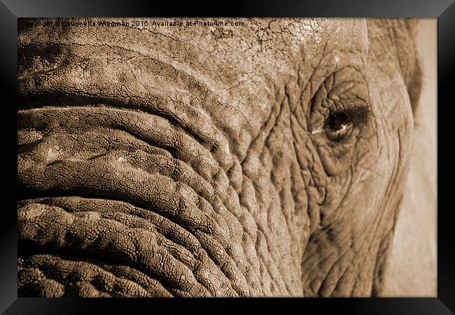  Elephant close-up Framed Print by Petronella Wiegman