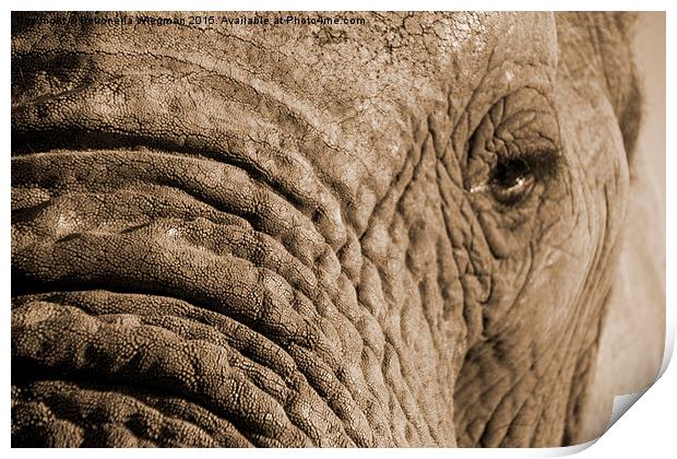  Elephant close-up Print by Petronella Wiegman