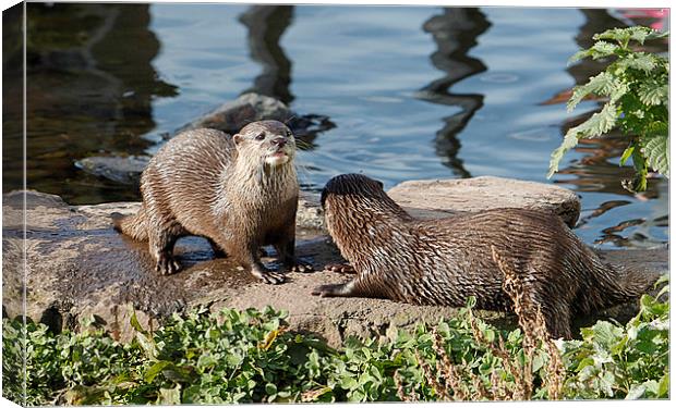  Otters Canvas Print by Irene Burdell