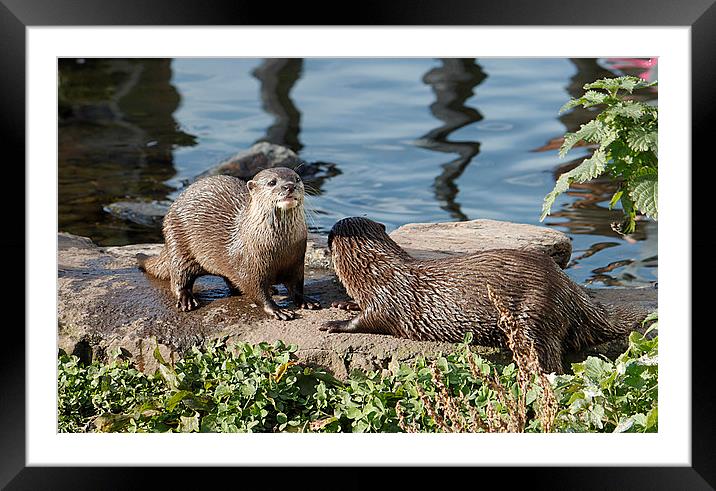  Otters Framed Mounted Print by Irene Burdell