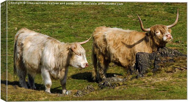  Two Coo's Canvas Print by Linsey Williams