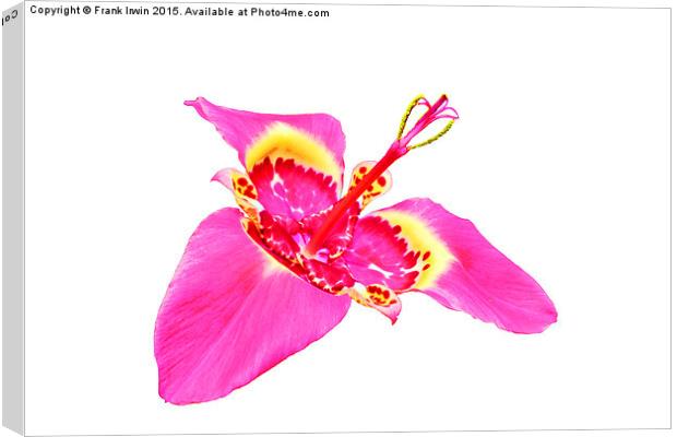  Beautiful, delicate Tigridia Canvas Print by Frank Irwin