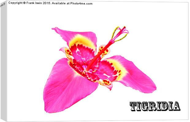Beautiful, delicate Tigridia Canvas Print by Frank Irwin