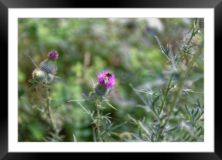 Pair of bee pollen picking Framed Mounted Print by Adrian Bud