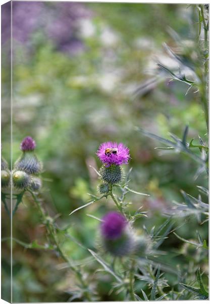 roadside thistle bee polination Canvas Print by Adrian Bud
