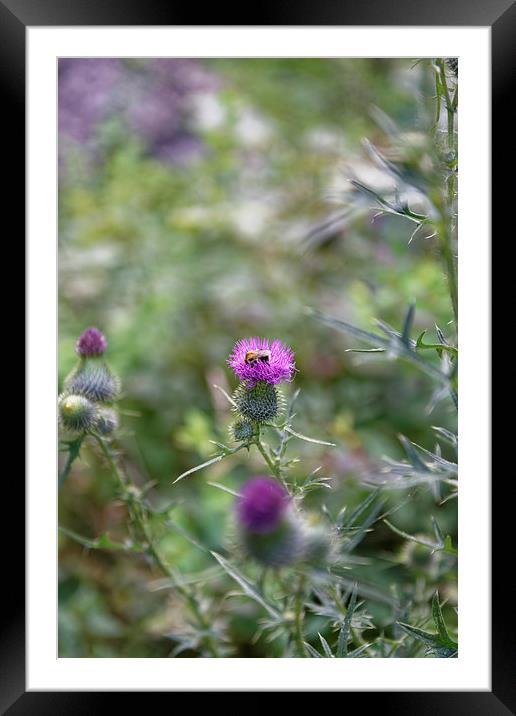 roadside thistle bee polination Framed Mounted Print by Adrian Bud