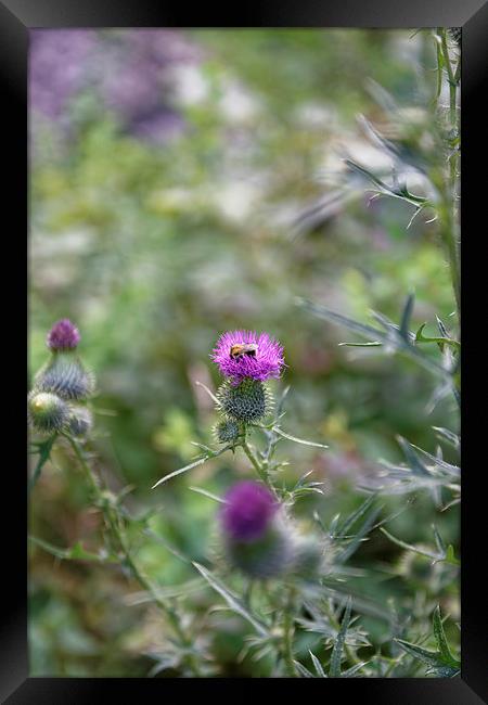 roadside thistle bee polination Framed Print by Adrian Bud