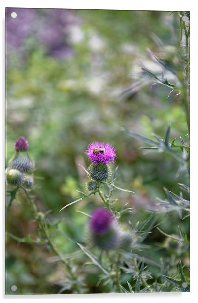 roadside thistle bee polination Acrylic by Adrian Bud