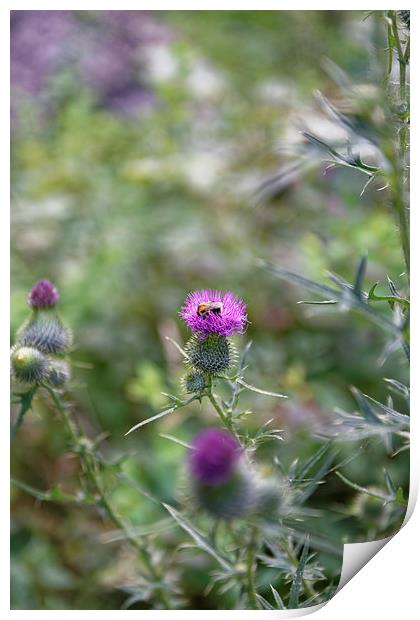 roadside thistle bee polination Print by Adrian Bud