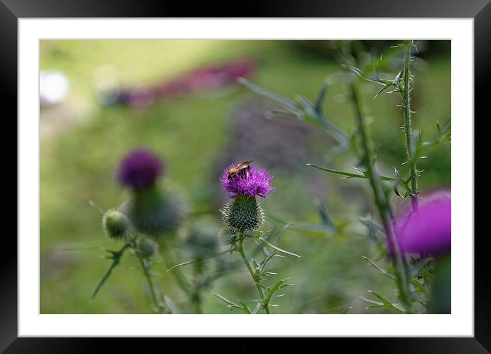 bee visiting roadside thistle Framed Mounted Print by Adrian Bud