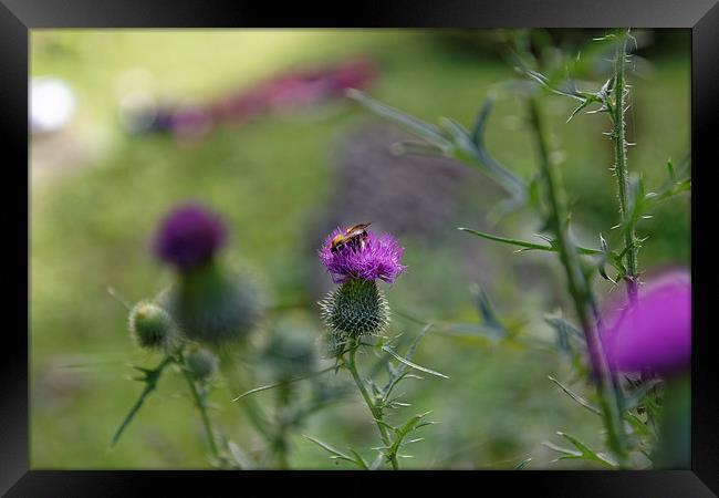bee visiting roadside thistle Framed Print by Adrian Bud