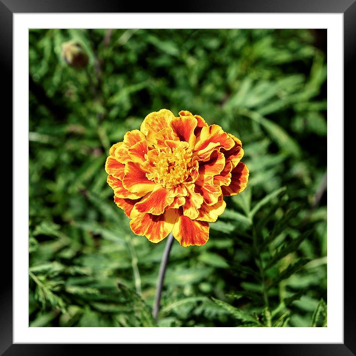yellow carnation Framed Mounted Print by Adrian Bud
