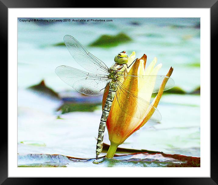  DRAGONFLY Framed Mounted Print by Anthony Kellaway