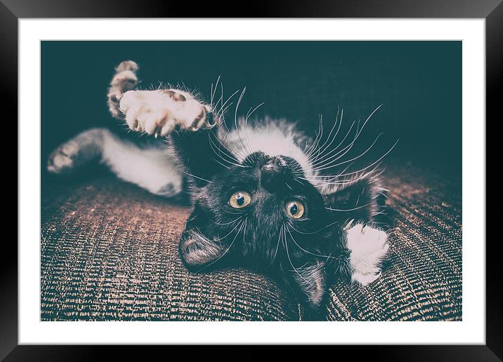  Kitten Framed Mounted Print by Rafal Adamczyk