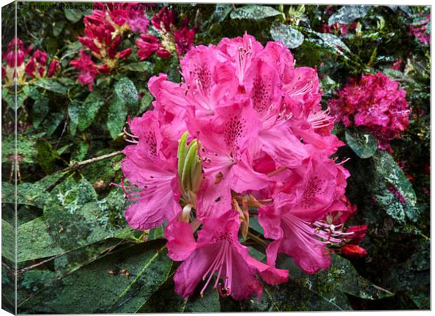   Rhododendron flower bloom with texture. Canvas Print by Robert Gipson