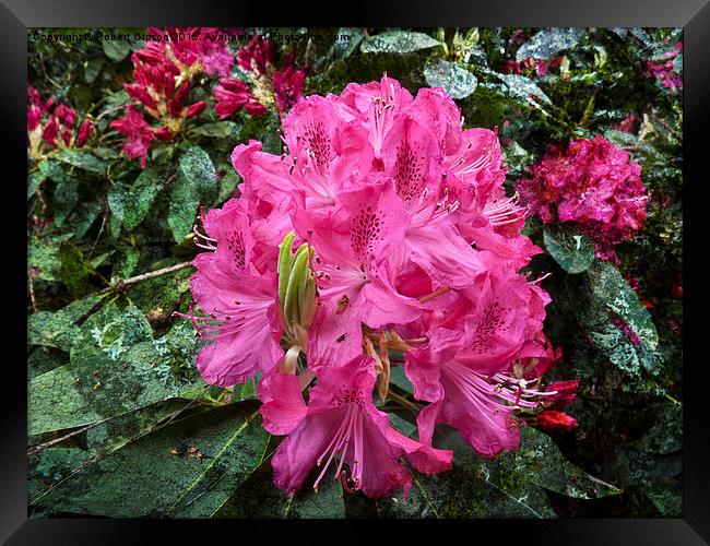   Rhododendron flower bloom with texture. Framed Print by Robert Gipson