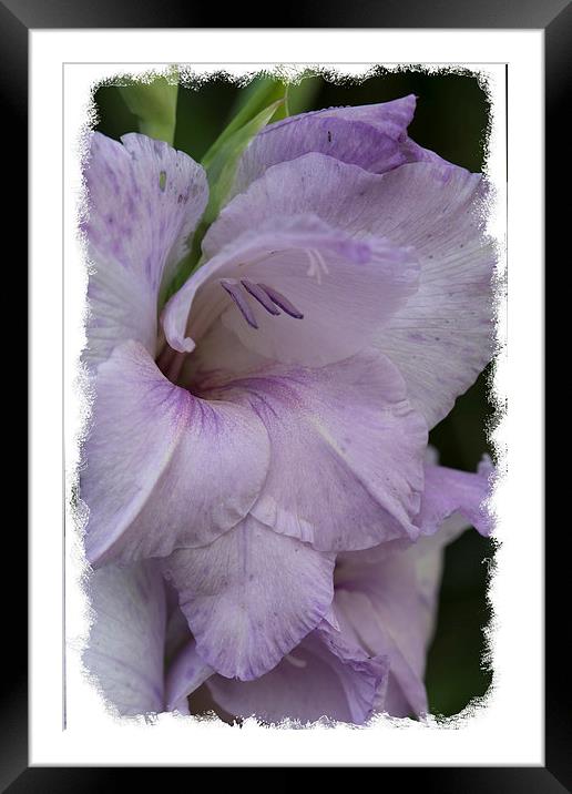  Purple gladioli Framed Mounted Print by Eddie John