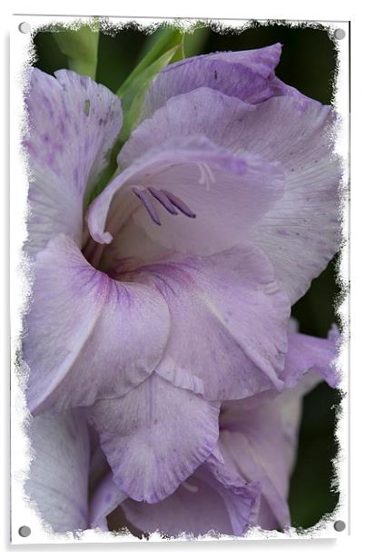  Purple gladioli Acrylic by Eddie John