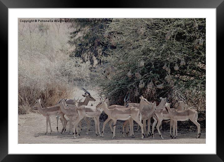 Impalas Framed Mounted Print by Petronella Wiegman