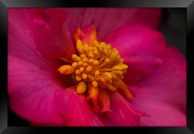  Pink Begonia Framed Print by Eddie John