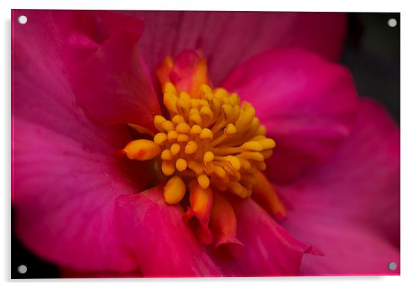  Pink Begonia Acrylic by Eddie John